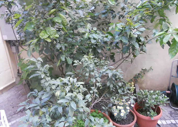 Casa Acquario Centro Mamaisongenova Apartament